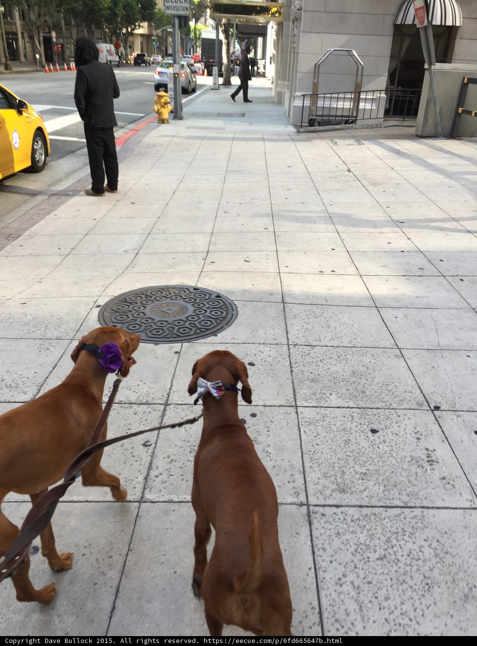 Sidewalk Stroll with Canine Companions