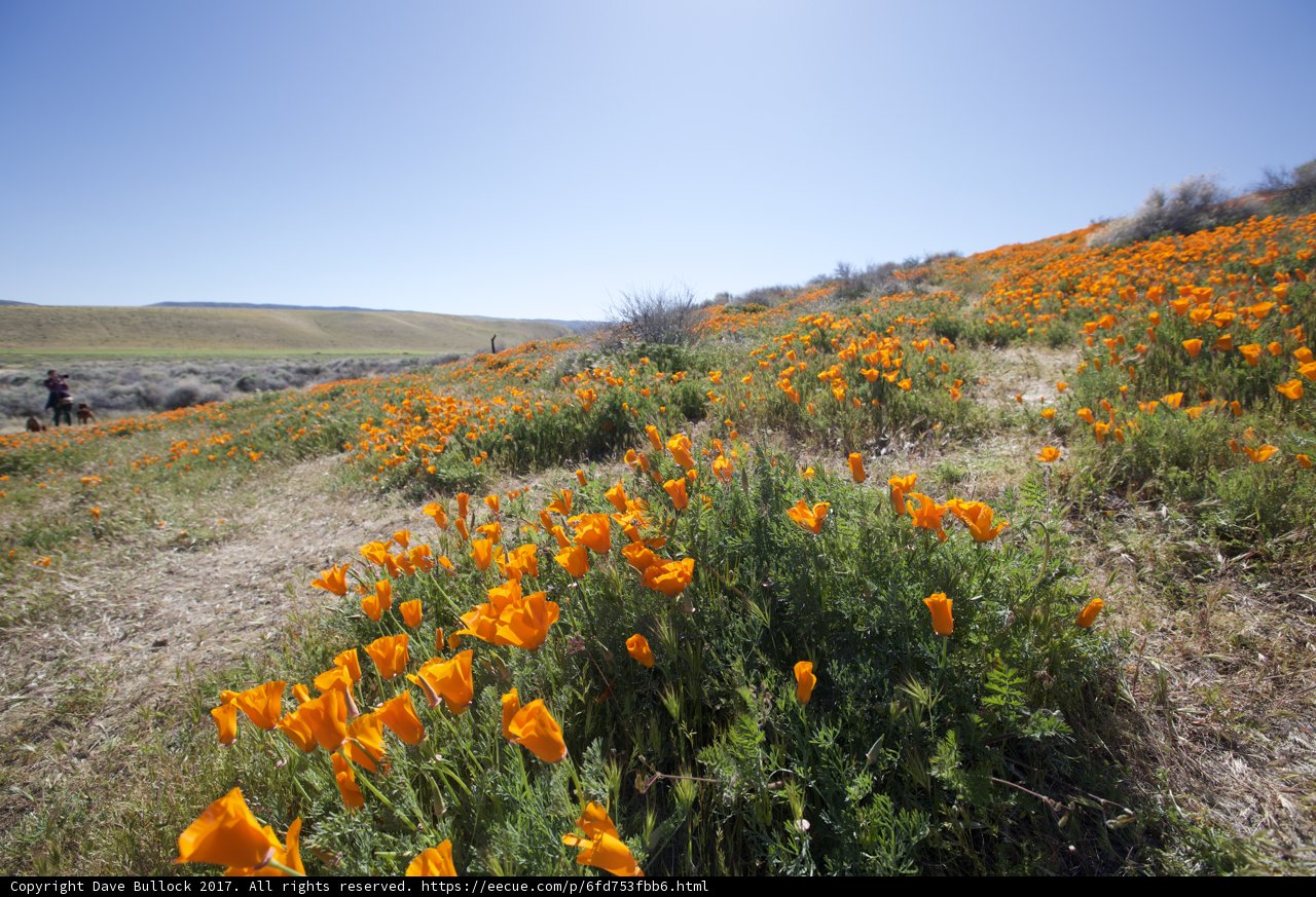 Hillside of Orange Marigolds with Blue Sky