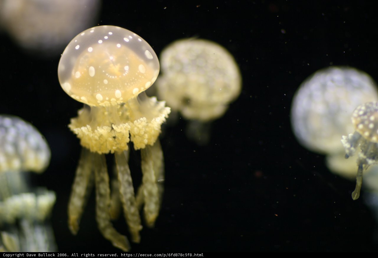 Tranquil Jellyfish in their Underwater World