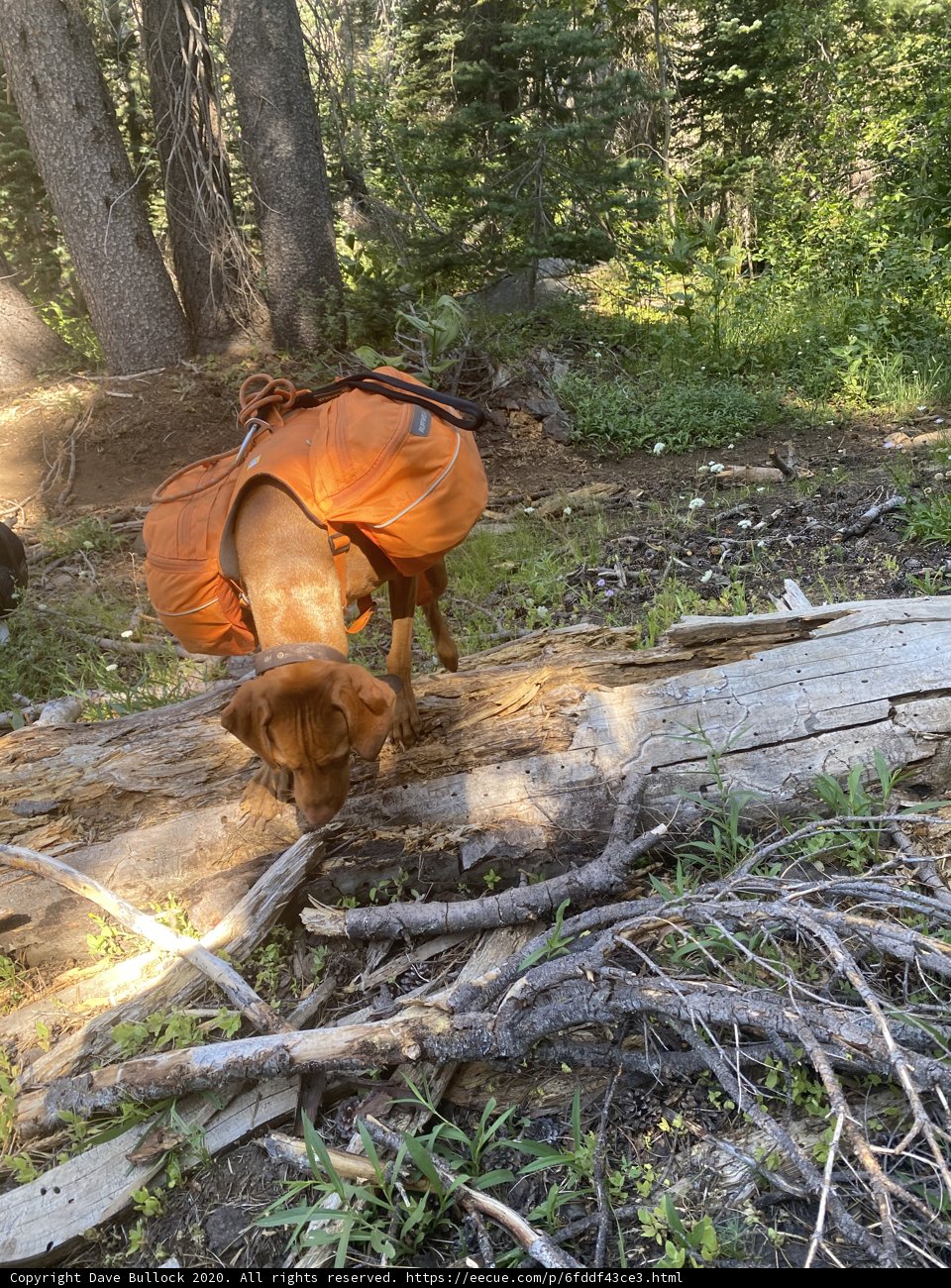 Backpacking Pup
