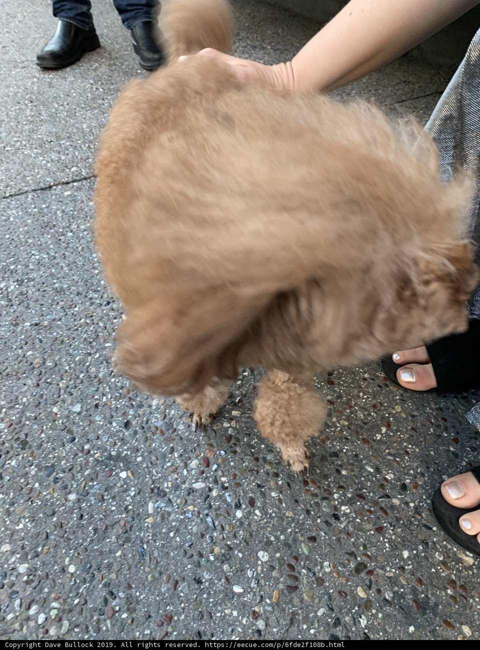 Poodle Love on the Sidewalk