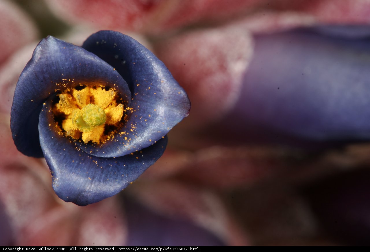 Purple Flower Blooms with Bright Yellow Center