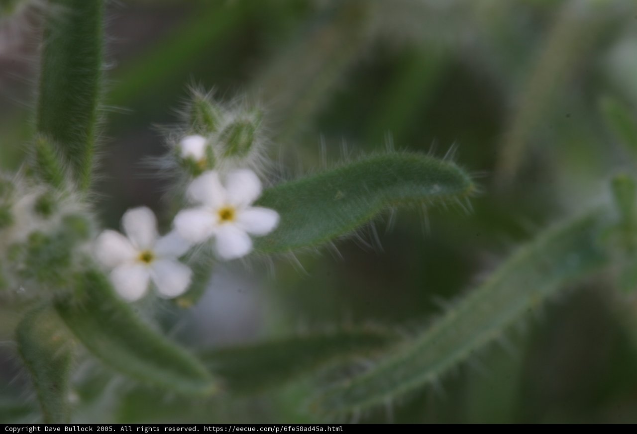 White Geranium Flower with Yellow Center