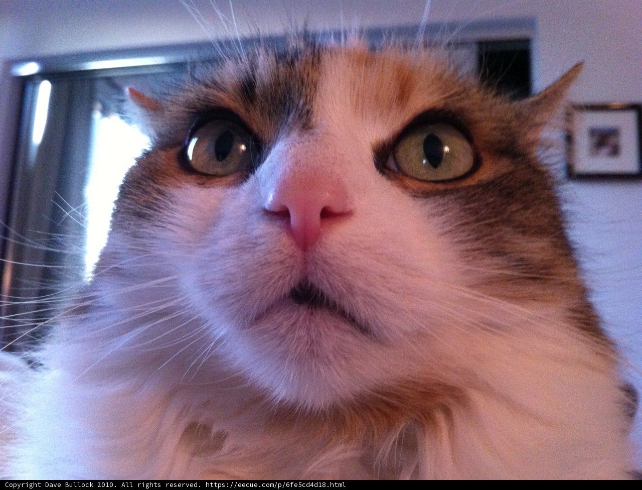 Camera-Ready Cat