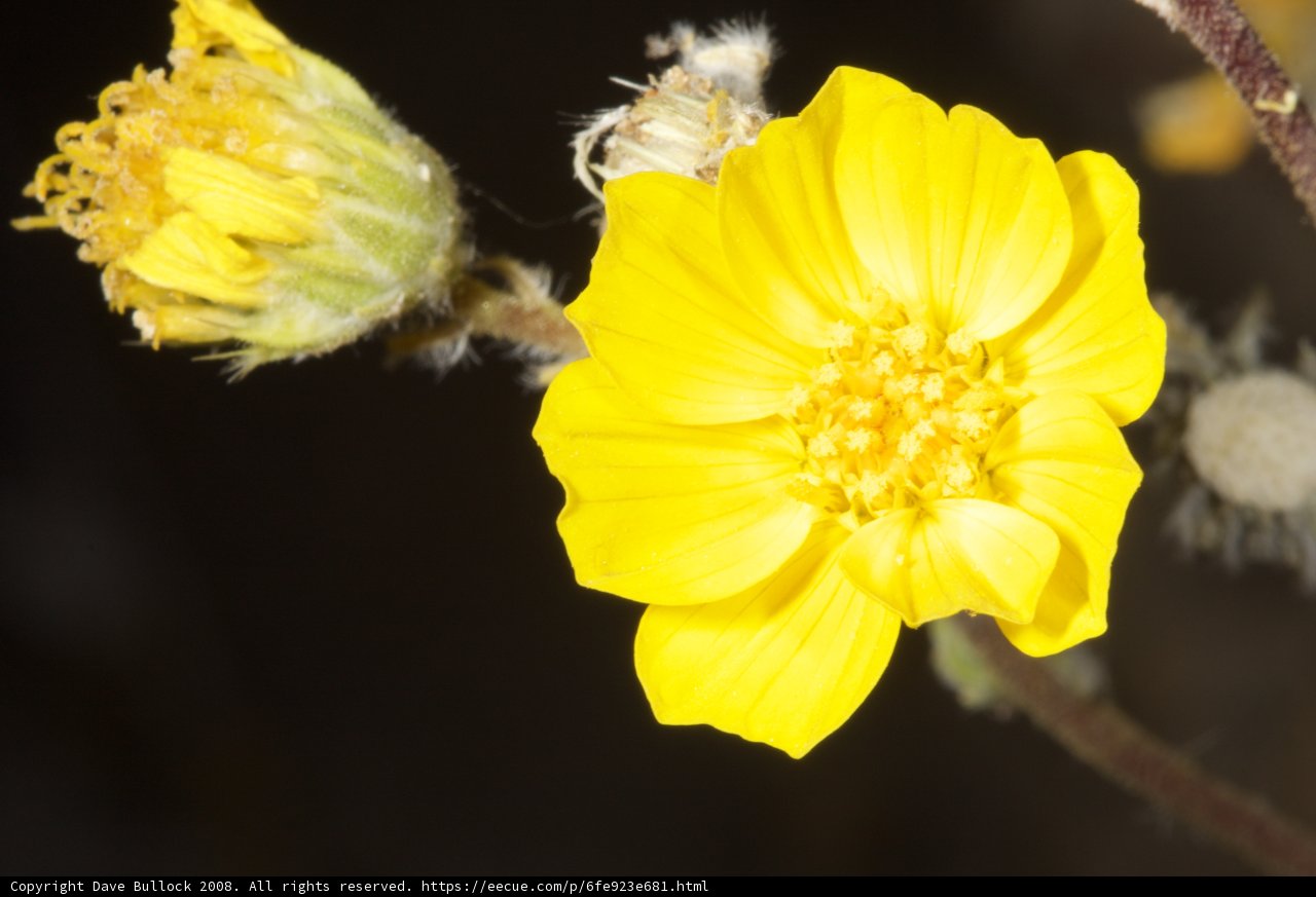 Sunny Marigold