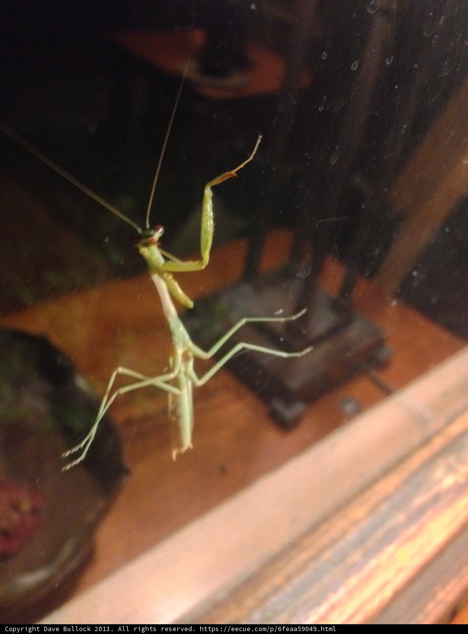 Hanging Mantis