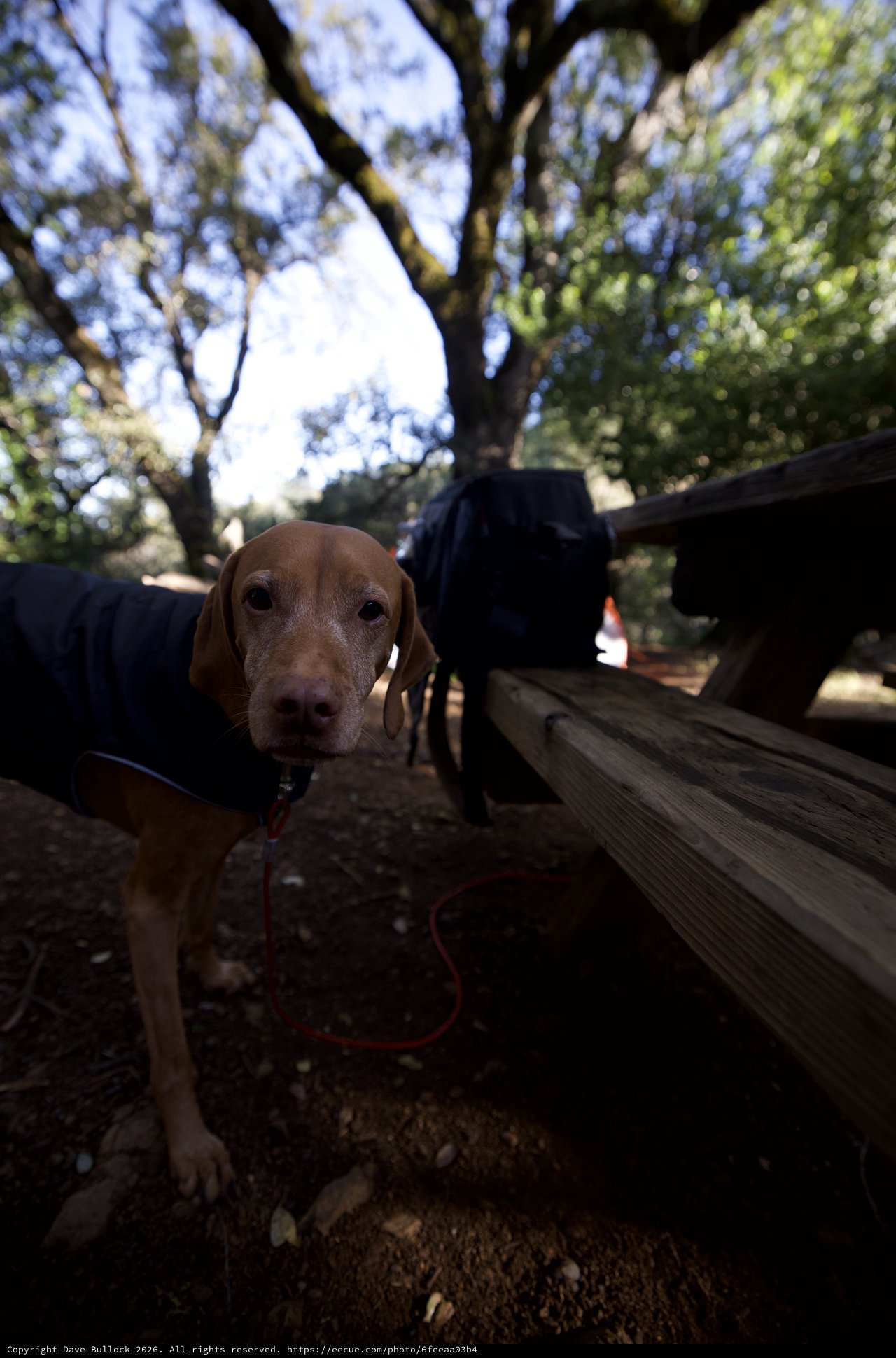 Vizsla Dog Resting at Picnic Table in Forest
