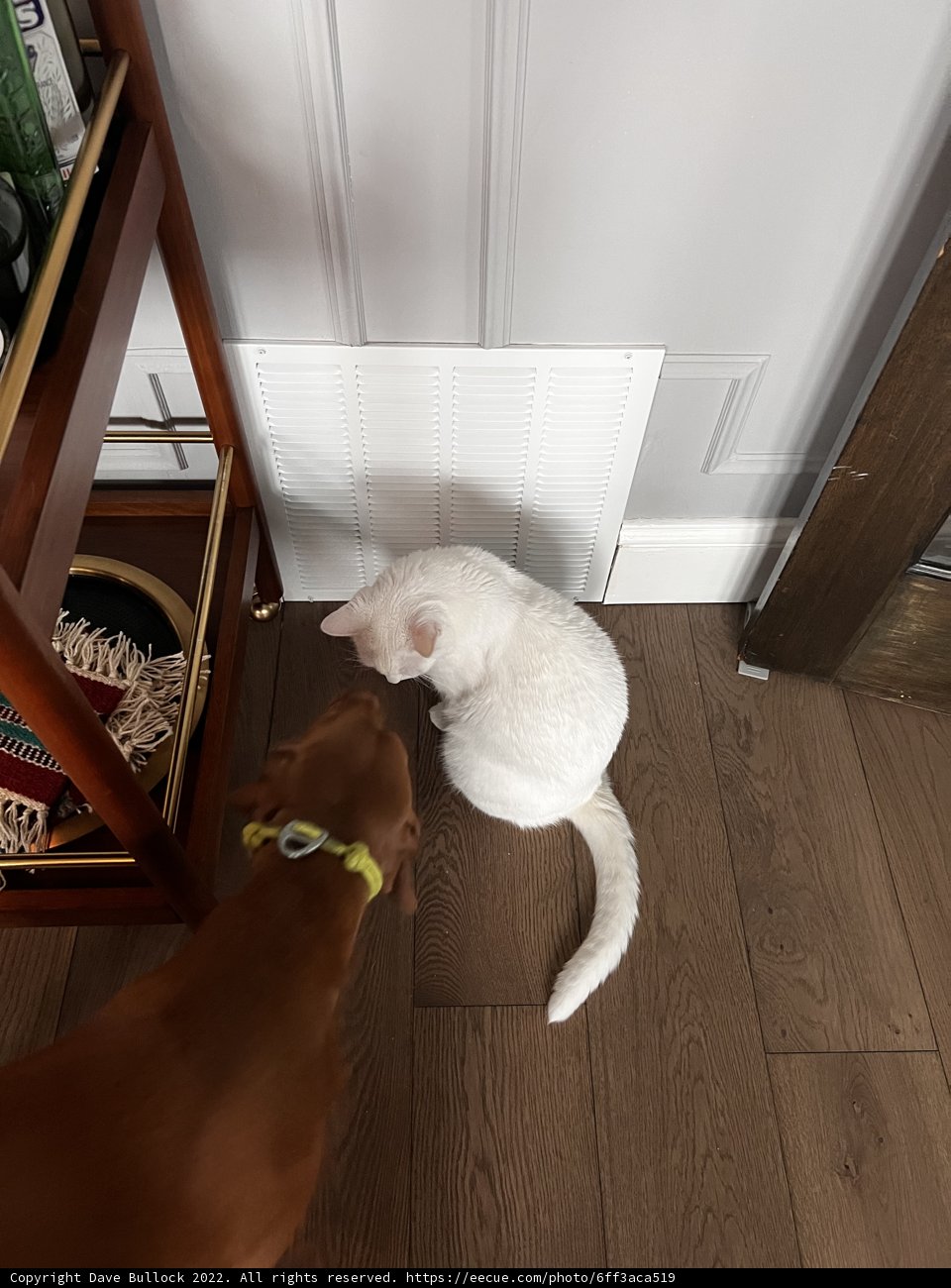 Feline and Fido Furniture Friends