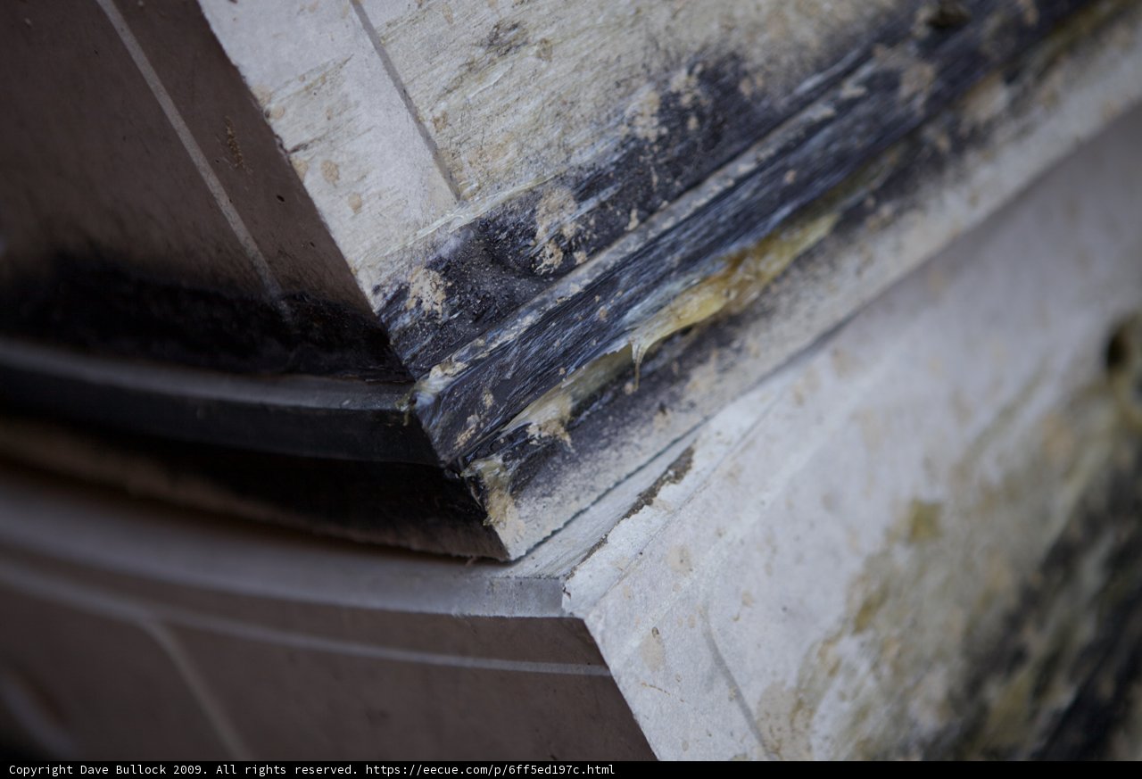 Moldy Wall Woes