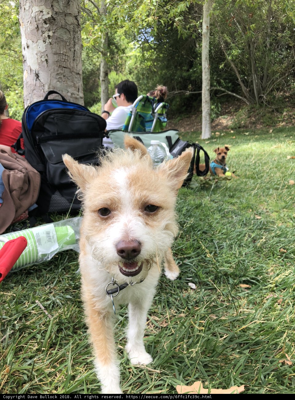 One Pup in the Park