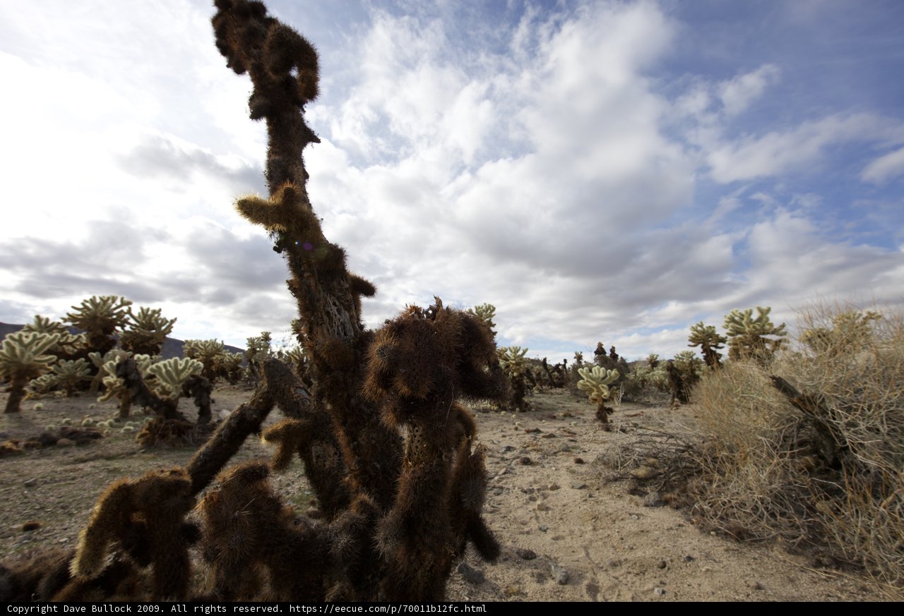 Majestic Joshua Tree