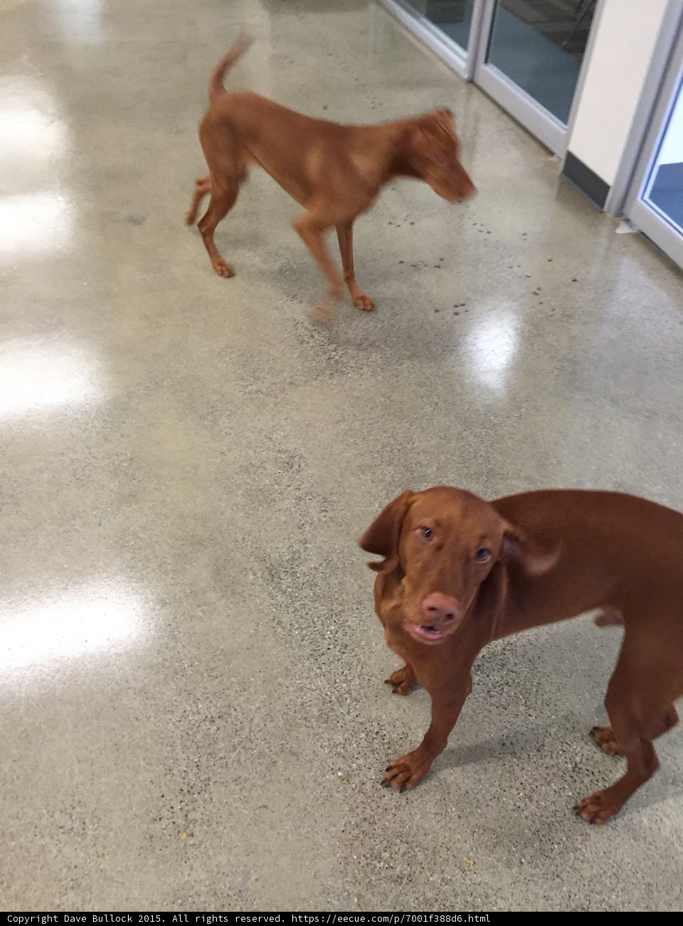 Two Canine Friends on Hardwood Flooring
