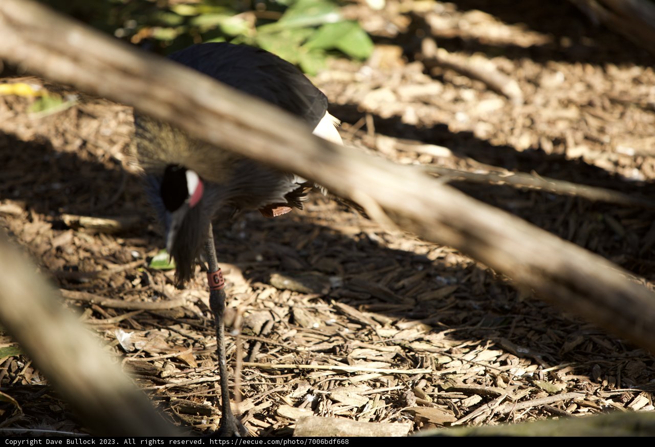 Majestic Stork Sighting at SF Zoo