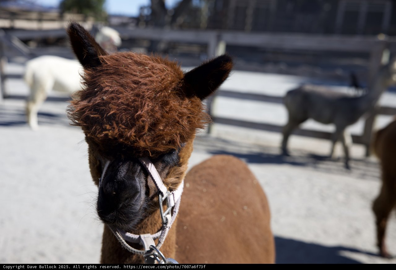 Llamas at Play in Carmel Valley