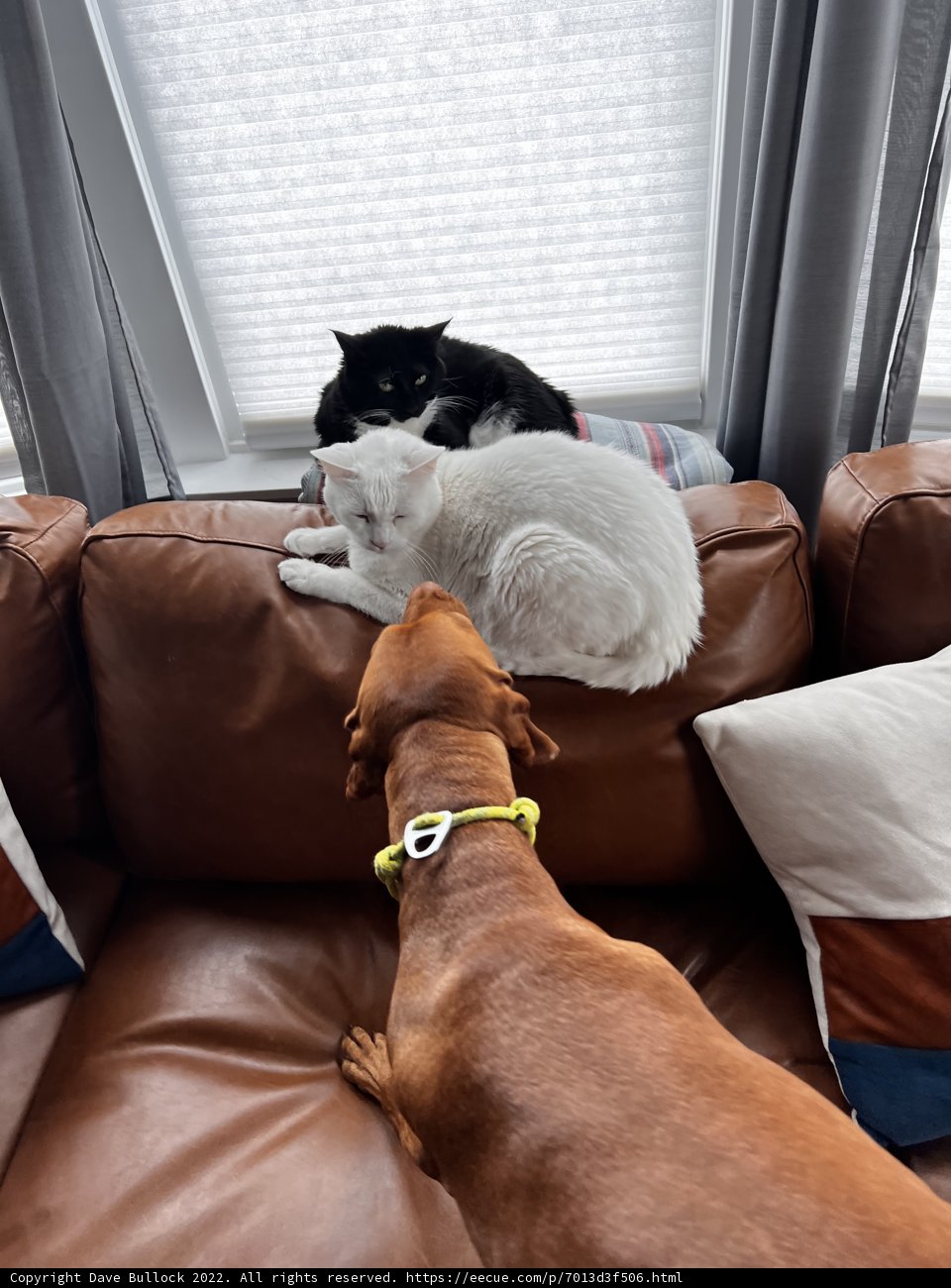 Furry Friends Relaxing on the Couch