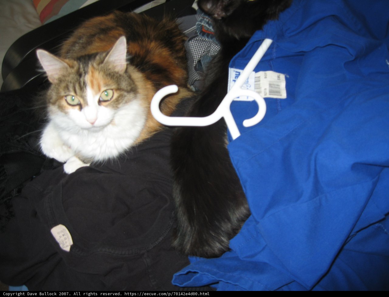 Clothes and Cats