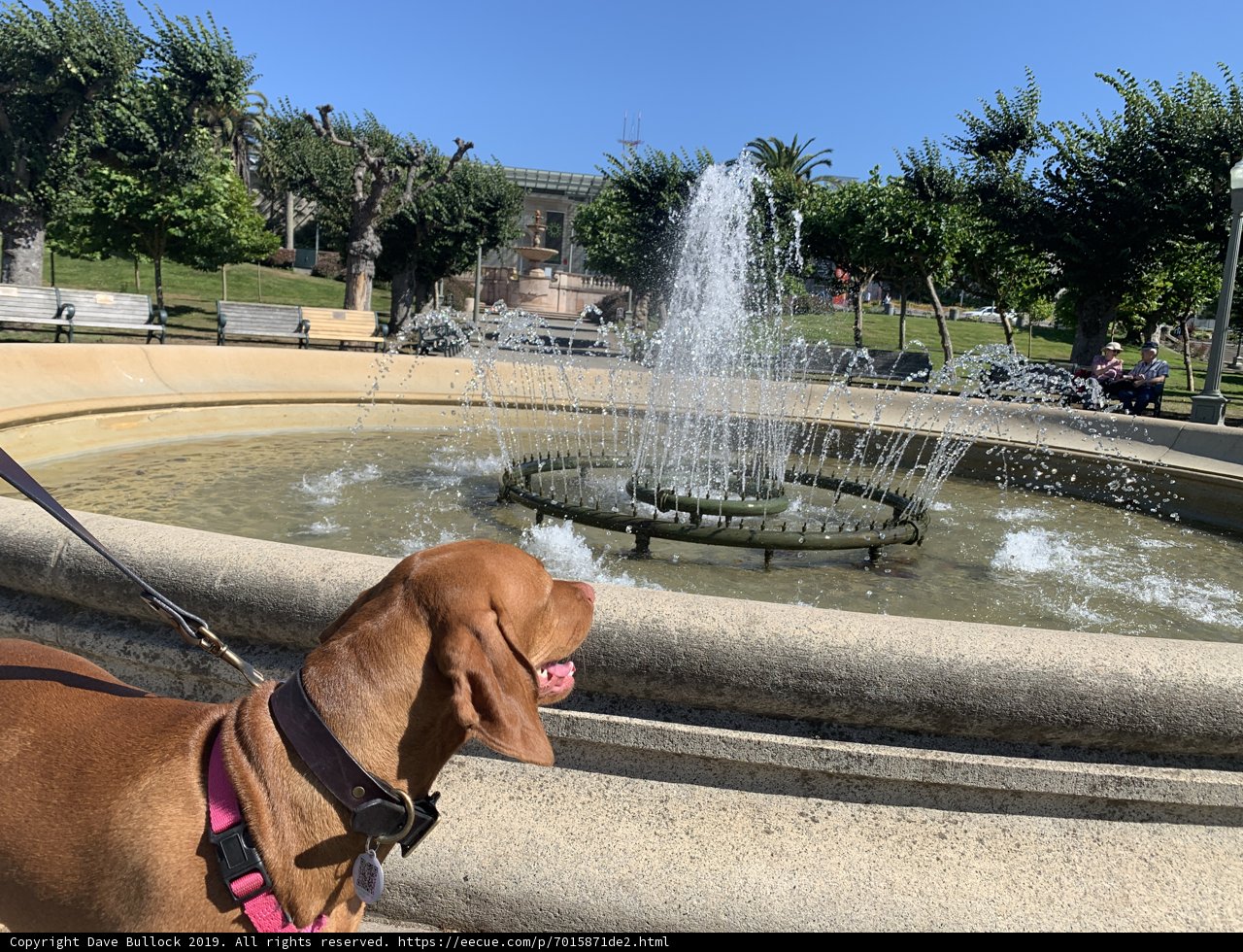 A Vizsla and a Majestic Fountain