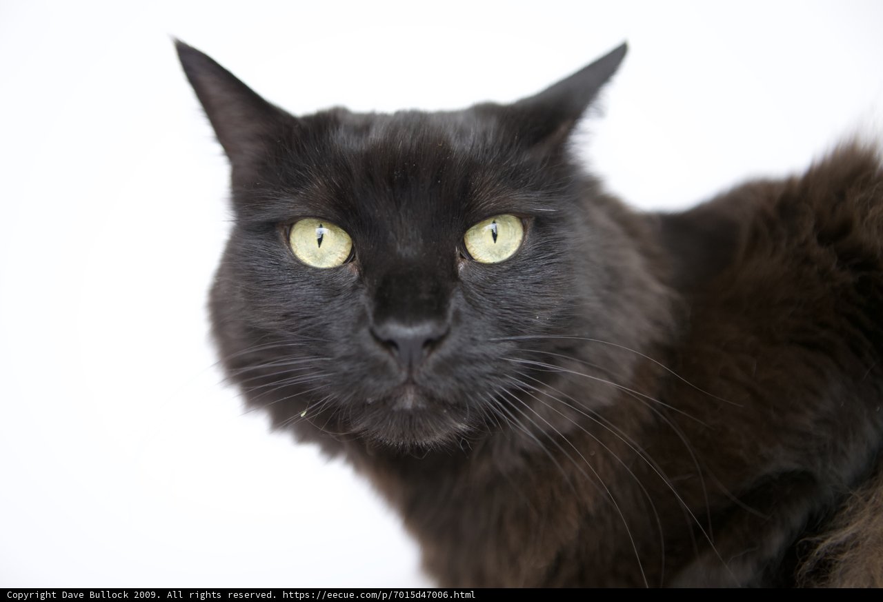 Mysterious Black Cat