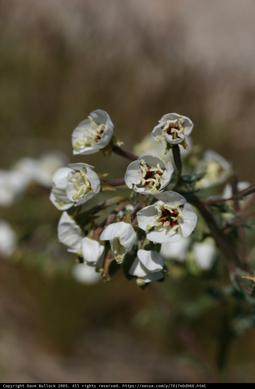 Red Center Blossoms
