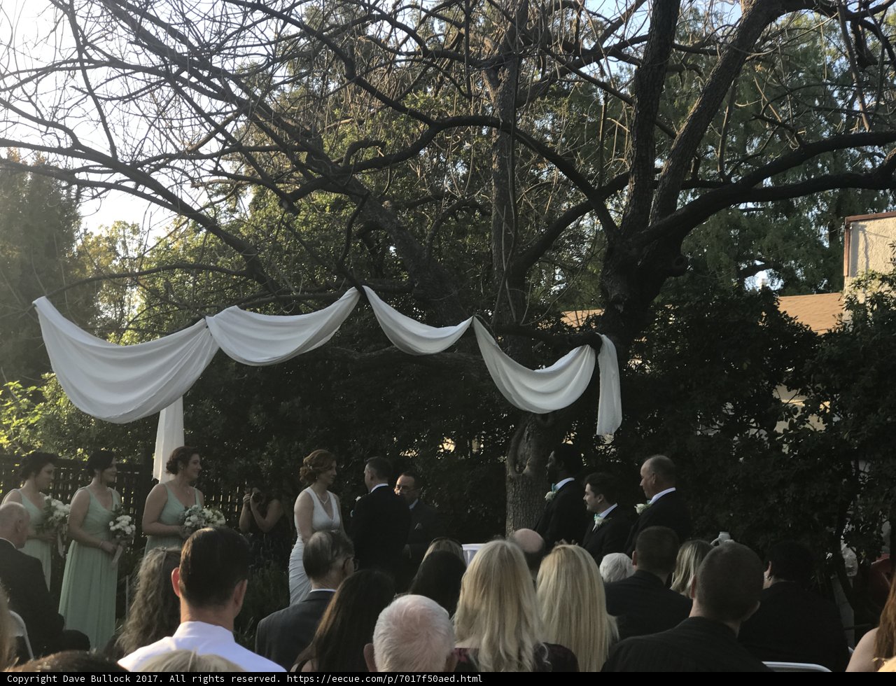 A Romantic Wedding Ceremony Under a Tree