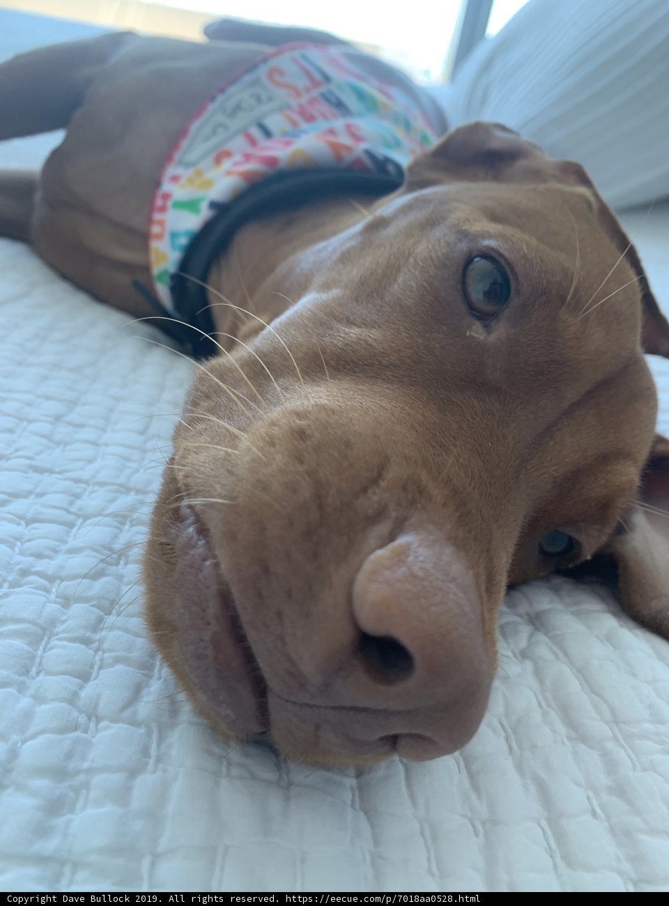 Cozy Vizsla in San Francisco