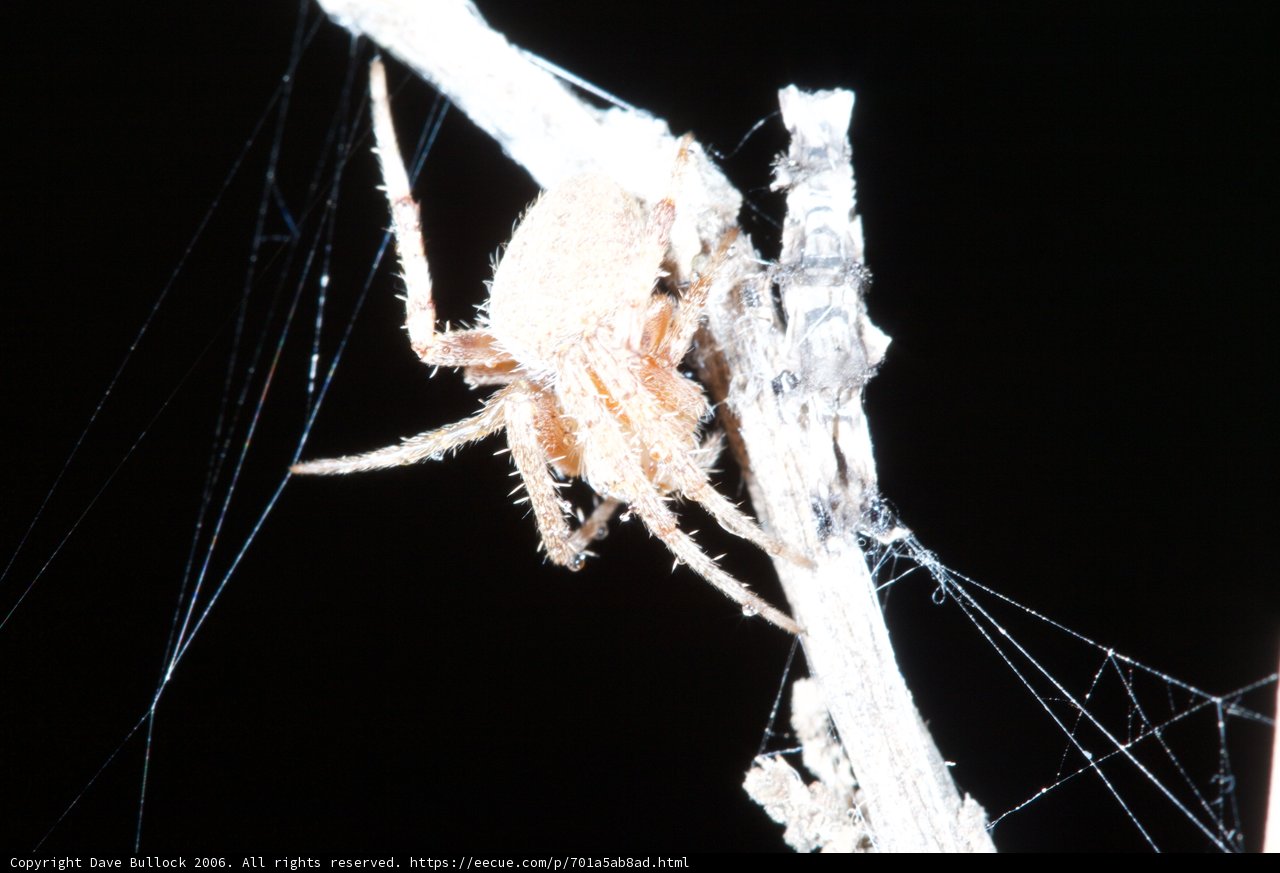 Garden Spider
