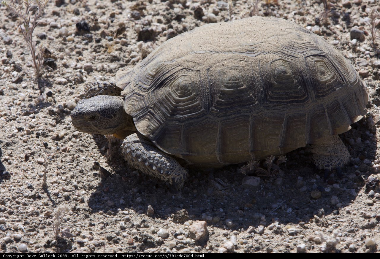 Slow and Steady in the Desert