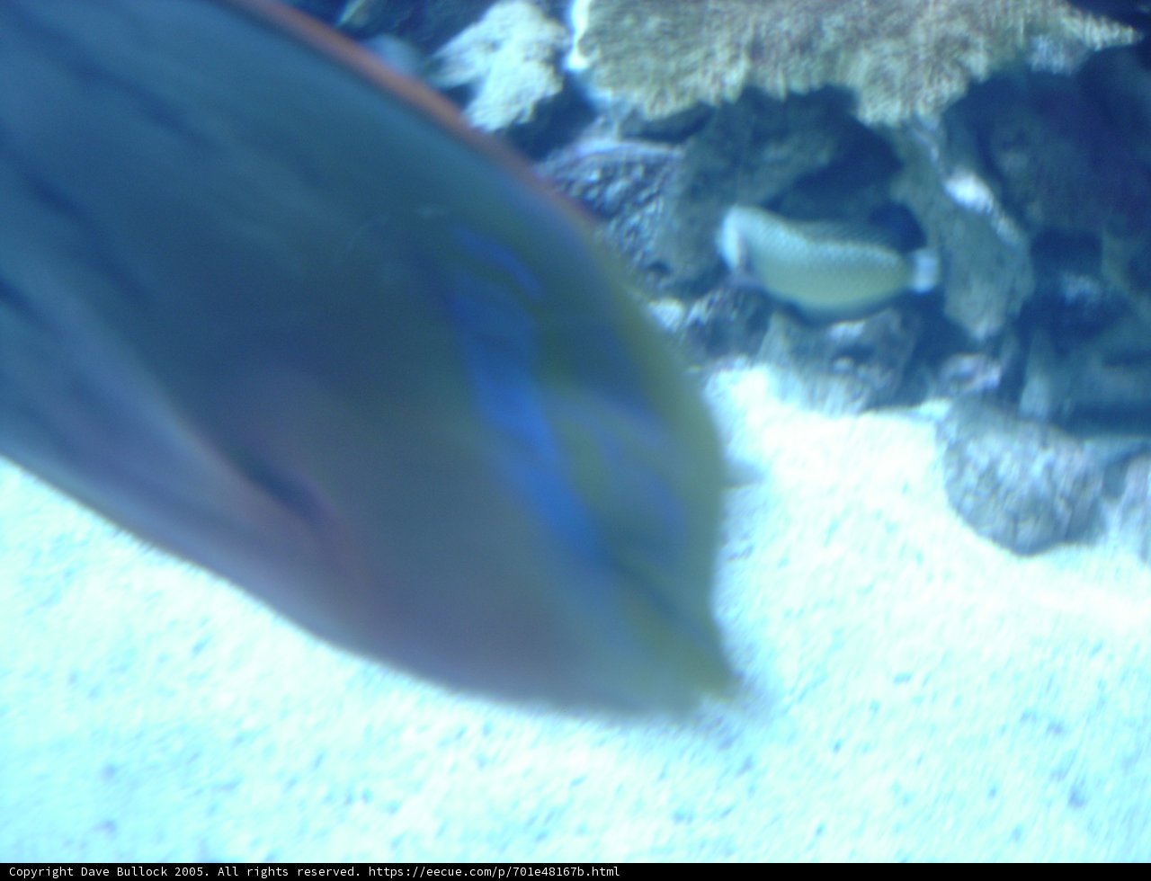 Colorful Surgeonfish in an Aquarium