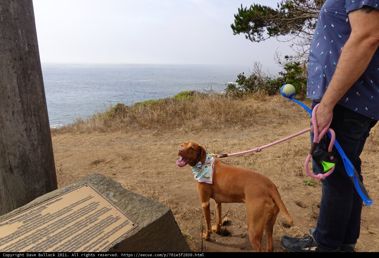 Beach Walk with Man's Best Friend