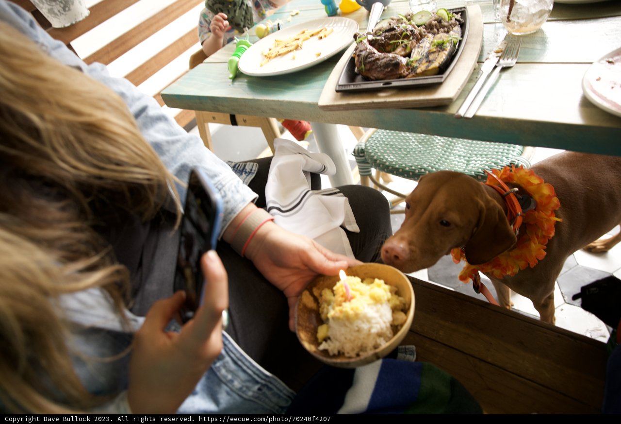A San Francisco Brunch Scene - Woman, Dog, and Good Food