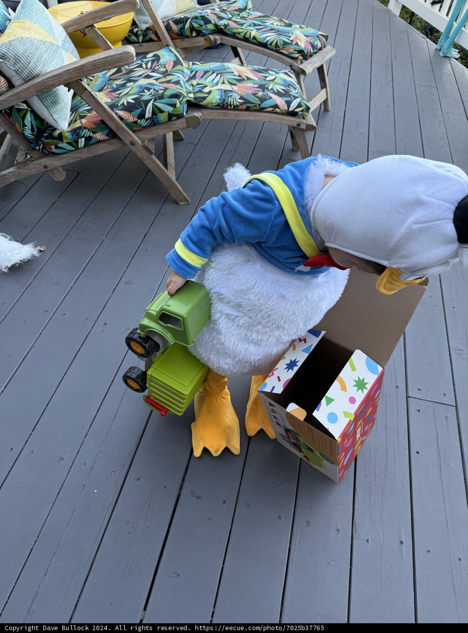 Duckling Delights on the Deck