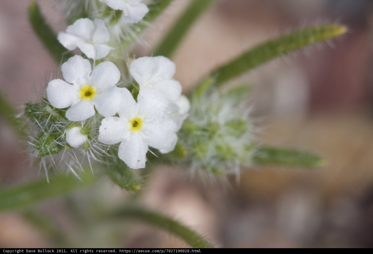 White Geranium Blossom with Yellow Centers