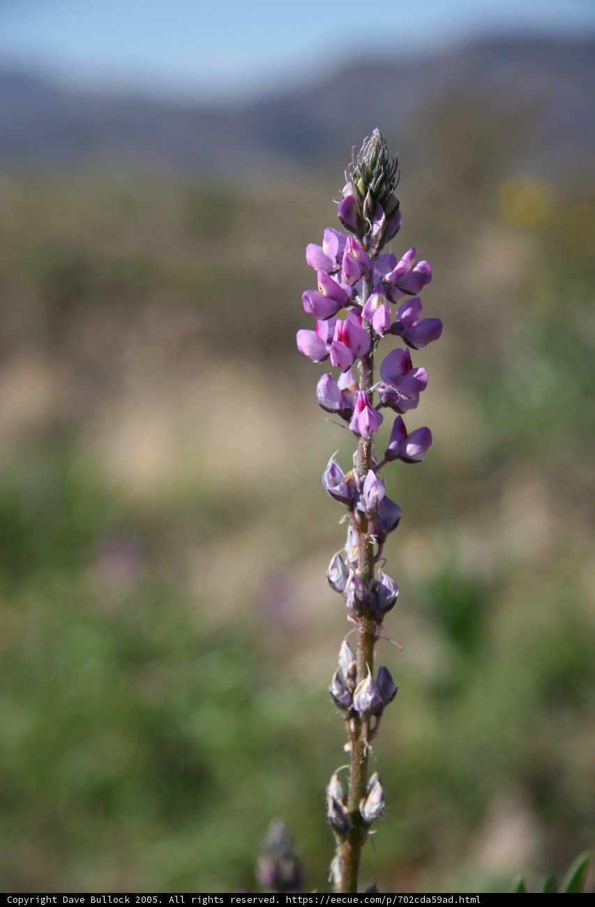 Majestic Purple Bloom