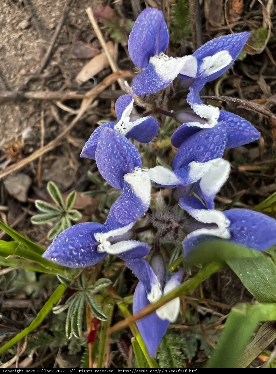 Blue Iris Flower