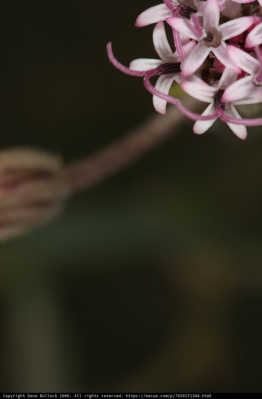 Bee on a Geranium Flower