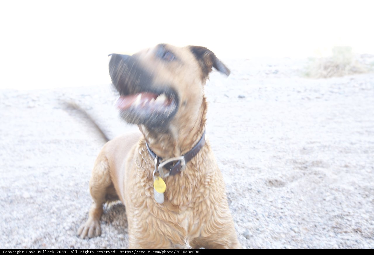 Desert Adventure Pup