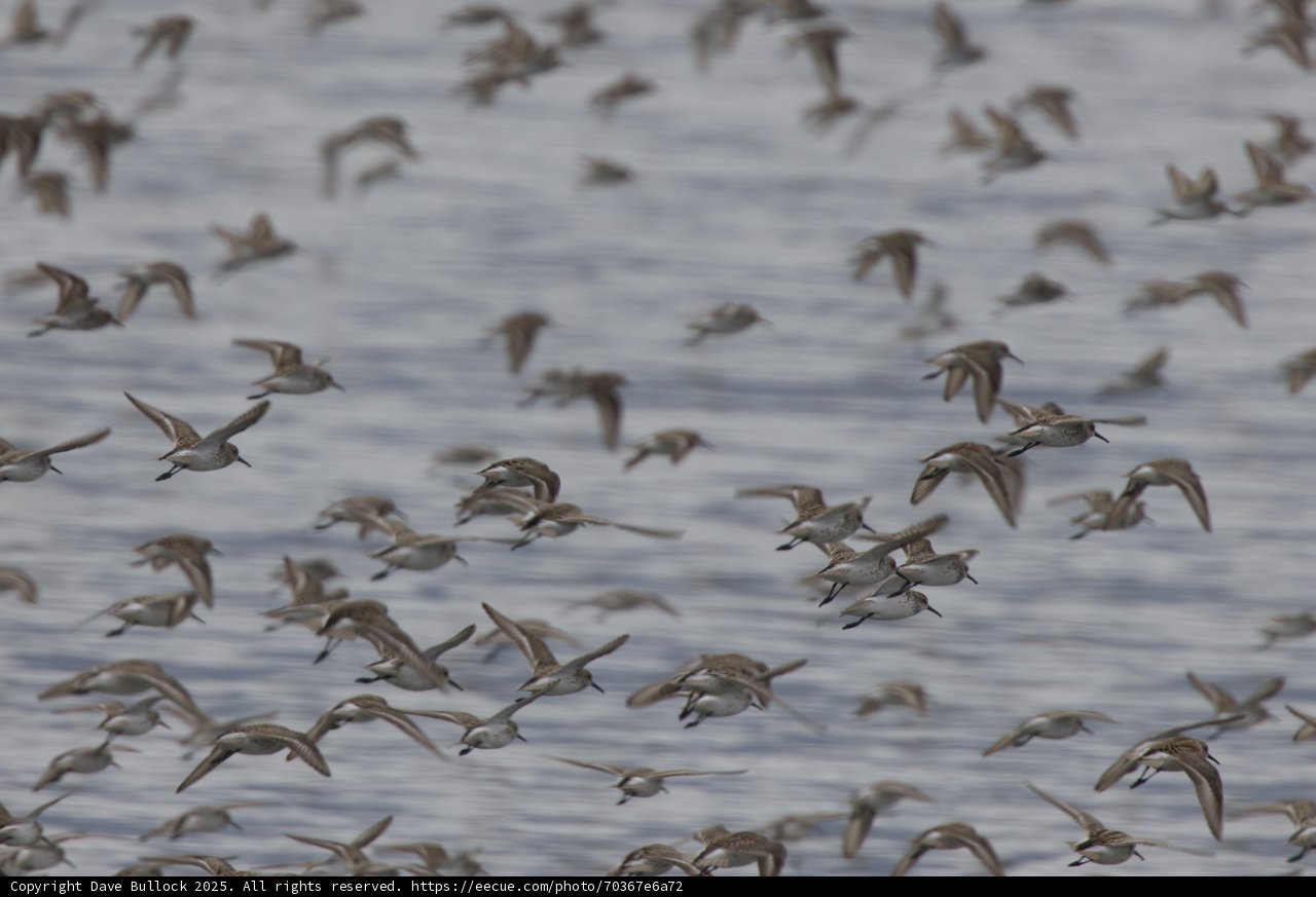 Flight of the Flock
