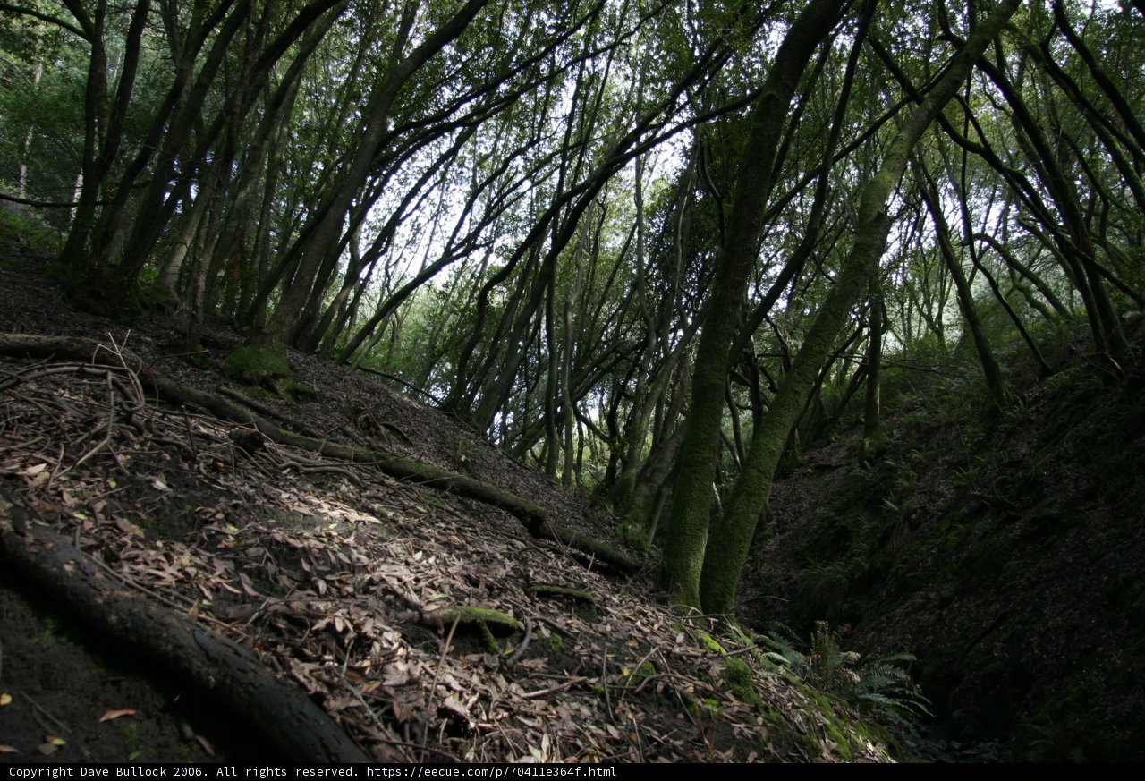 Tranquil Woods