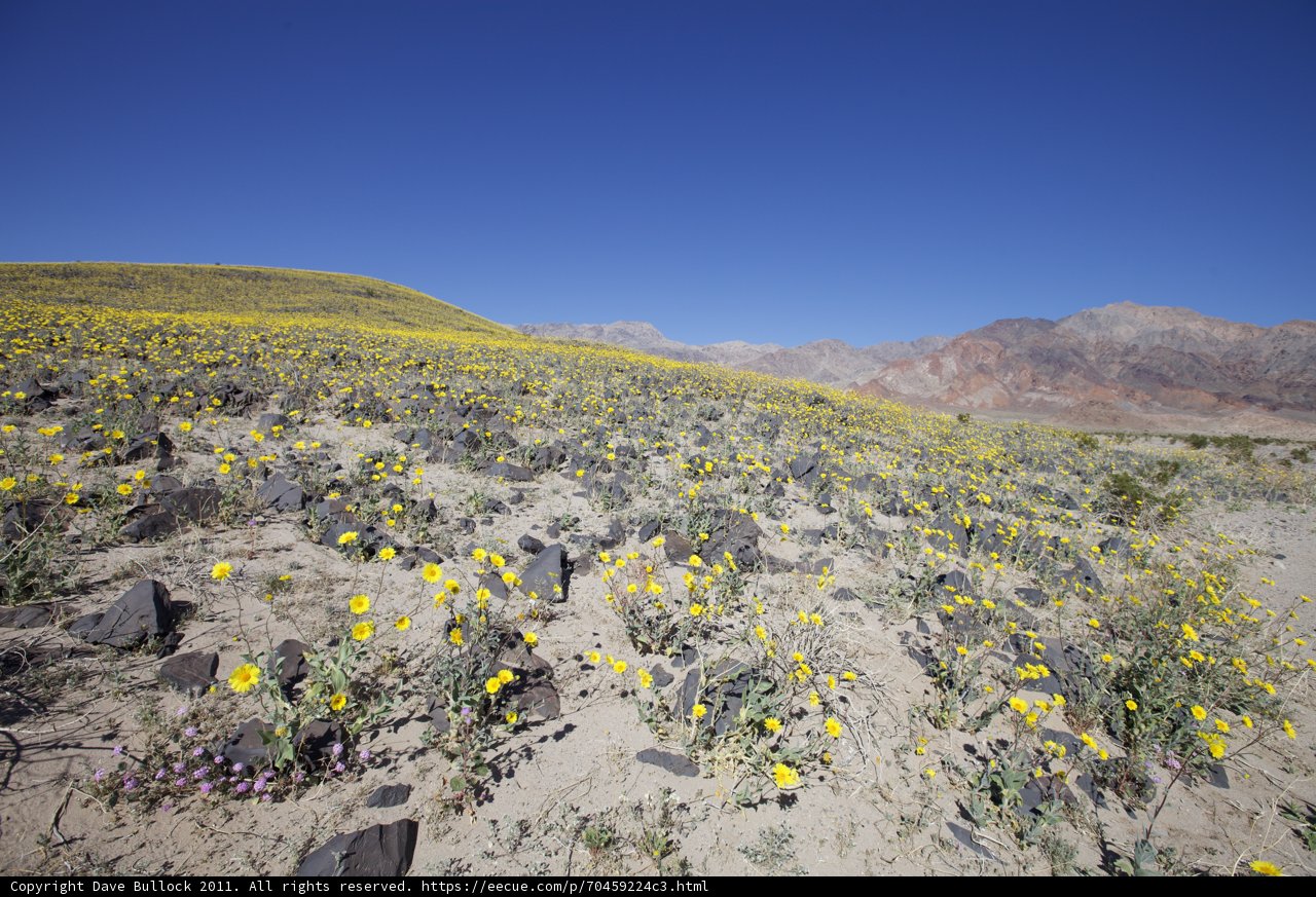 Field of Golden Beauty