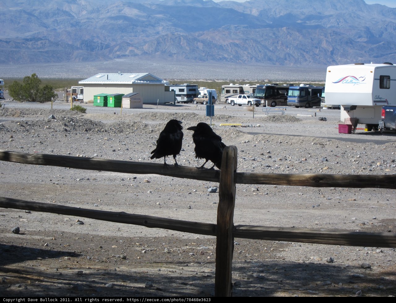Fence Perching Crows