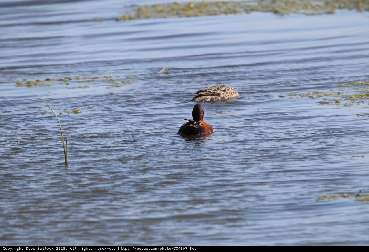 Cinnamon Teal Duck Pair in Wetland Habitat