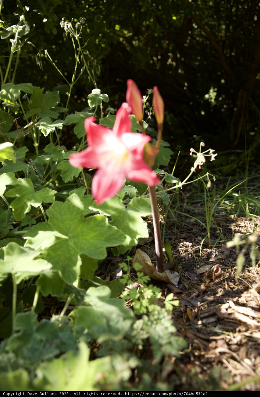 Flourishing Florals at San Francisco Botanical Garden