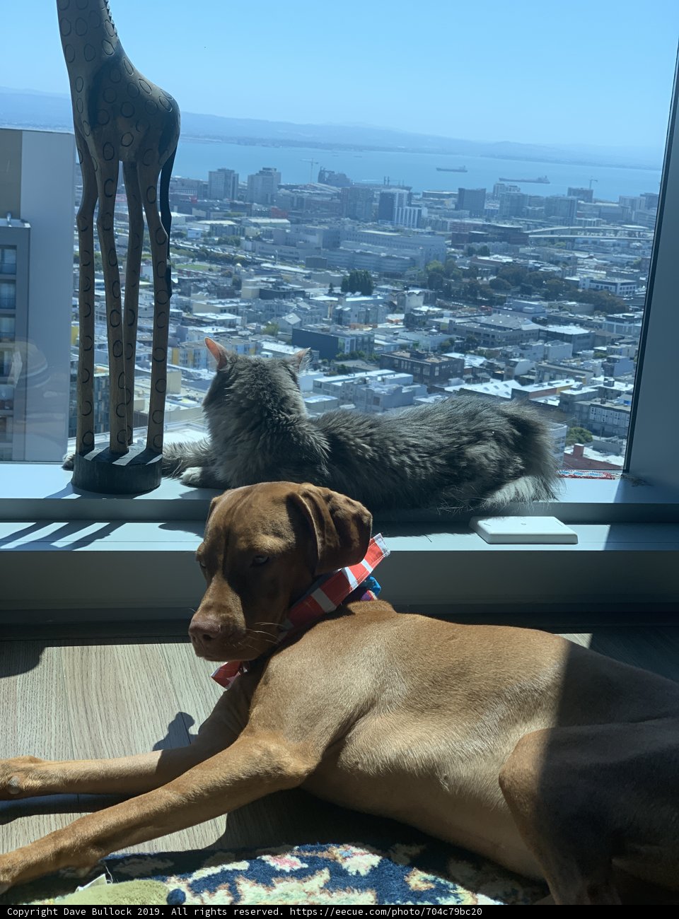 Furry Friends by the City Skyline