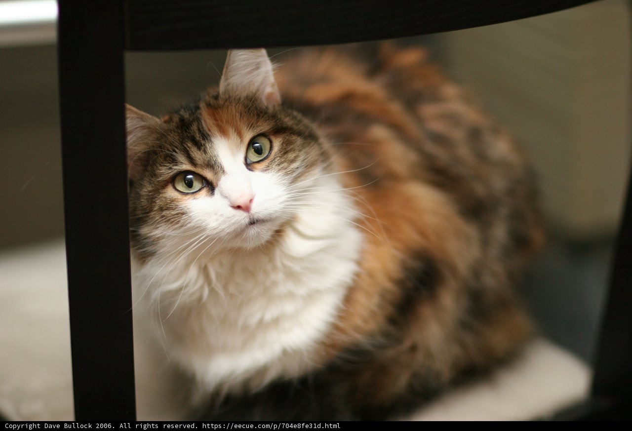 Chair-cat Chronicles