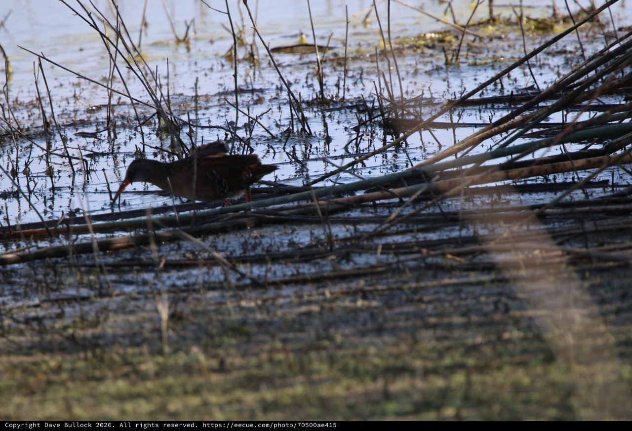 Common Gallinule Navigating Wetland Reeds at Dusk
