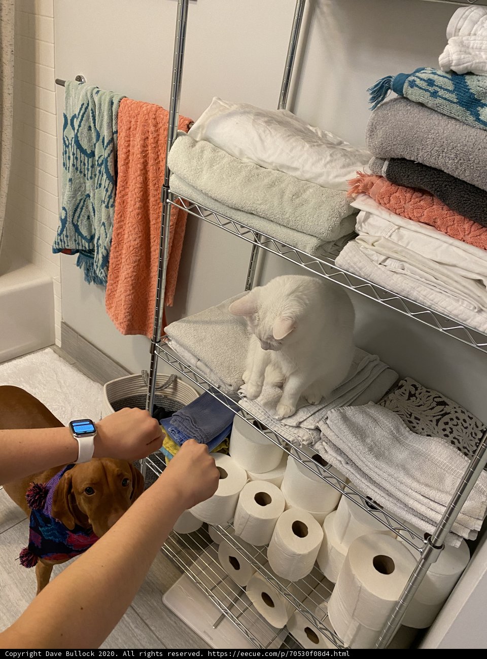 The Shelf Dog
