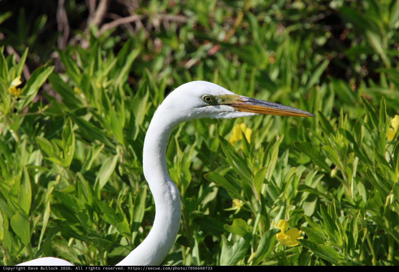 Great Egret Portrait Among Spring Wildflowers