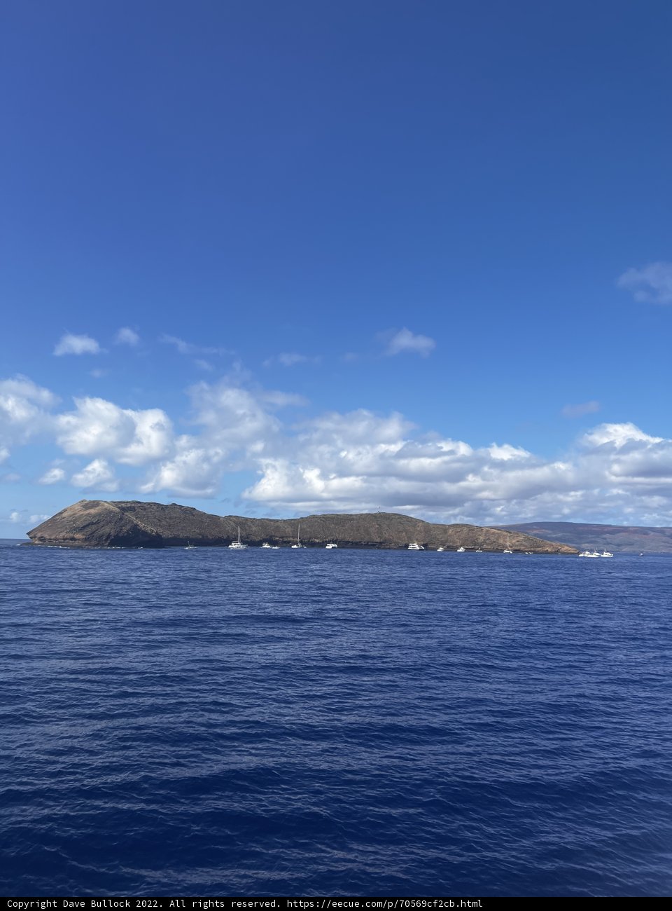 Island Oasis