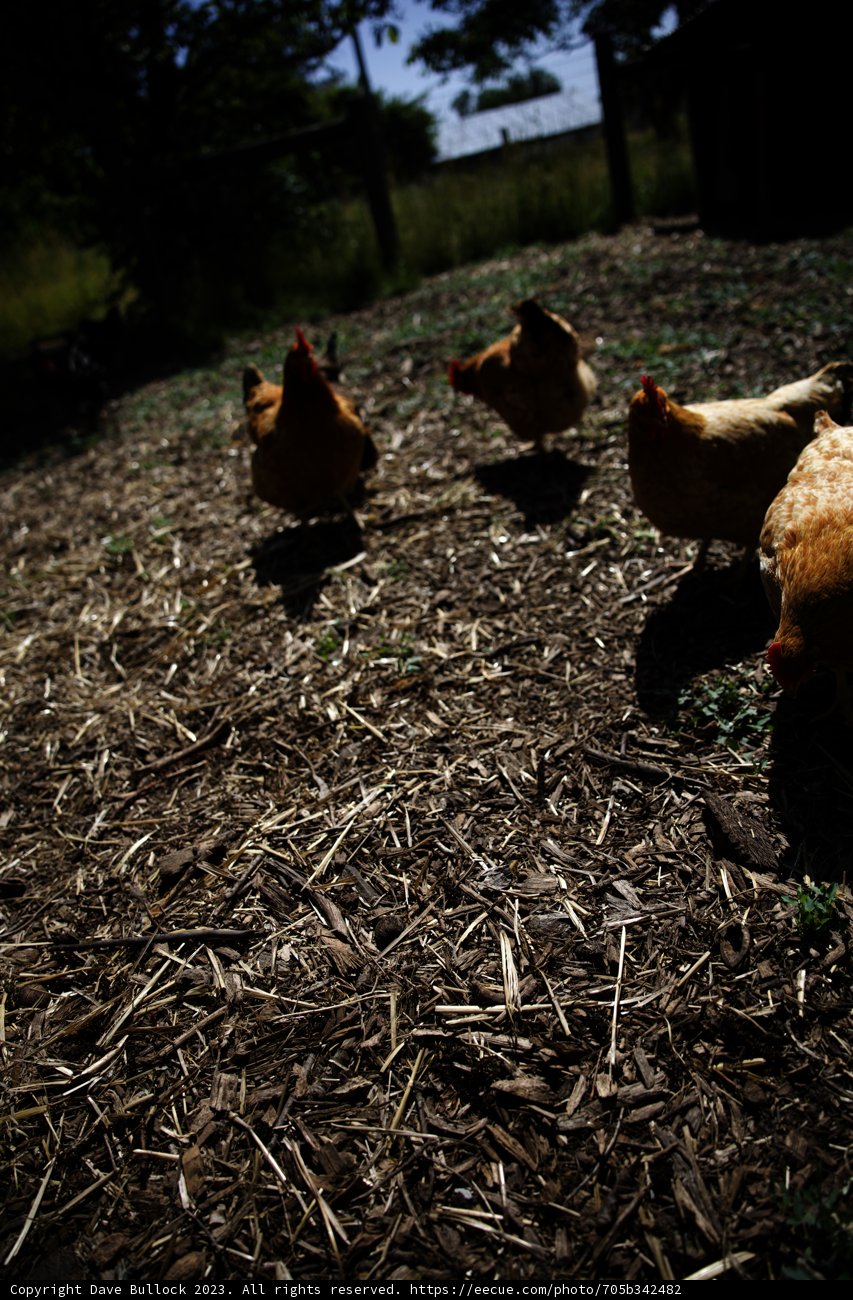 The Happy Hen Strut