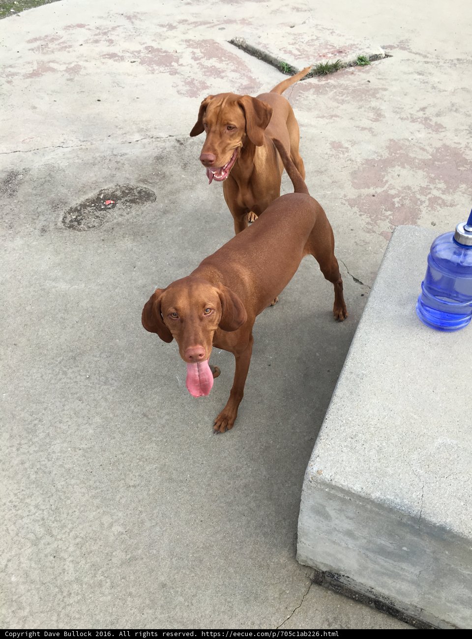 Two Friends in the Mountains
